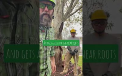 Watch how we Salvage Tree with Deep Root Fertilization Gun!