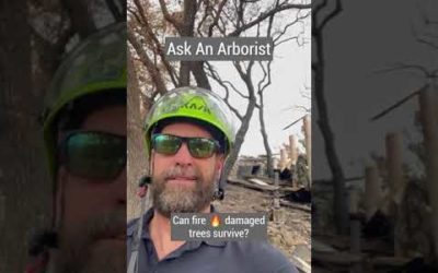 Can trees survive a fire?