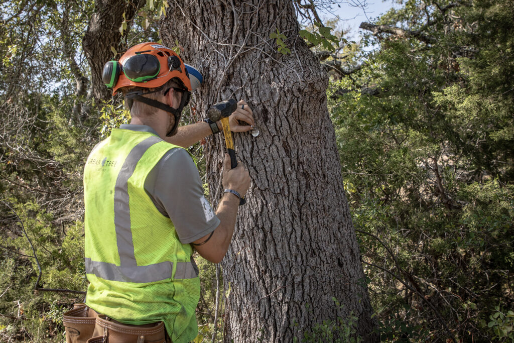 Tree Survey Services