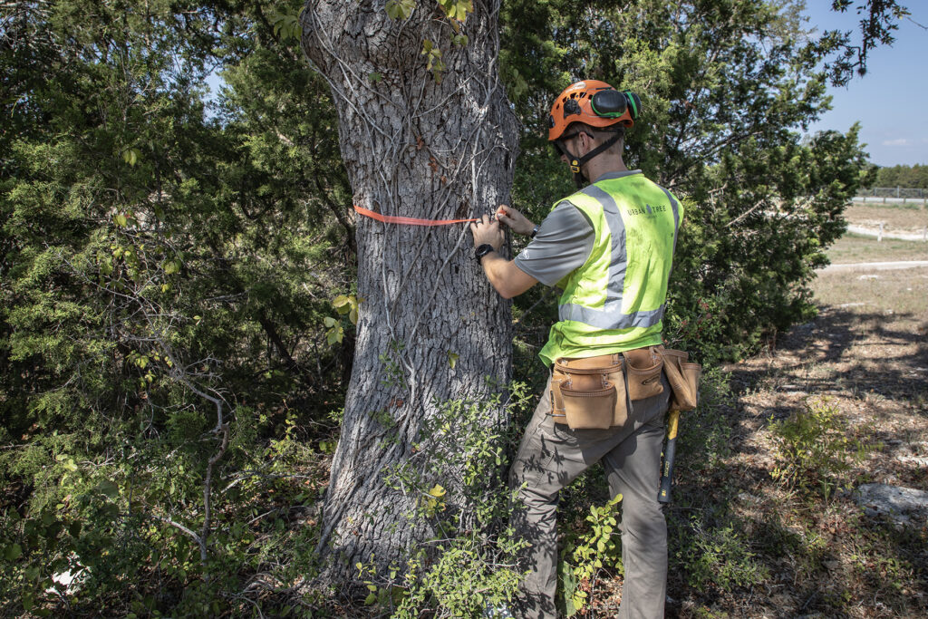 Tree Permitting Services