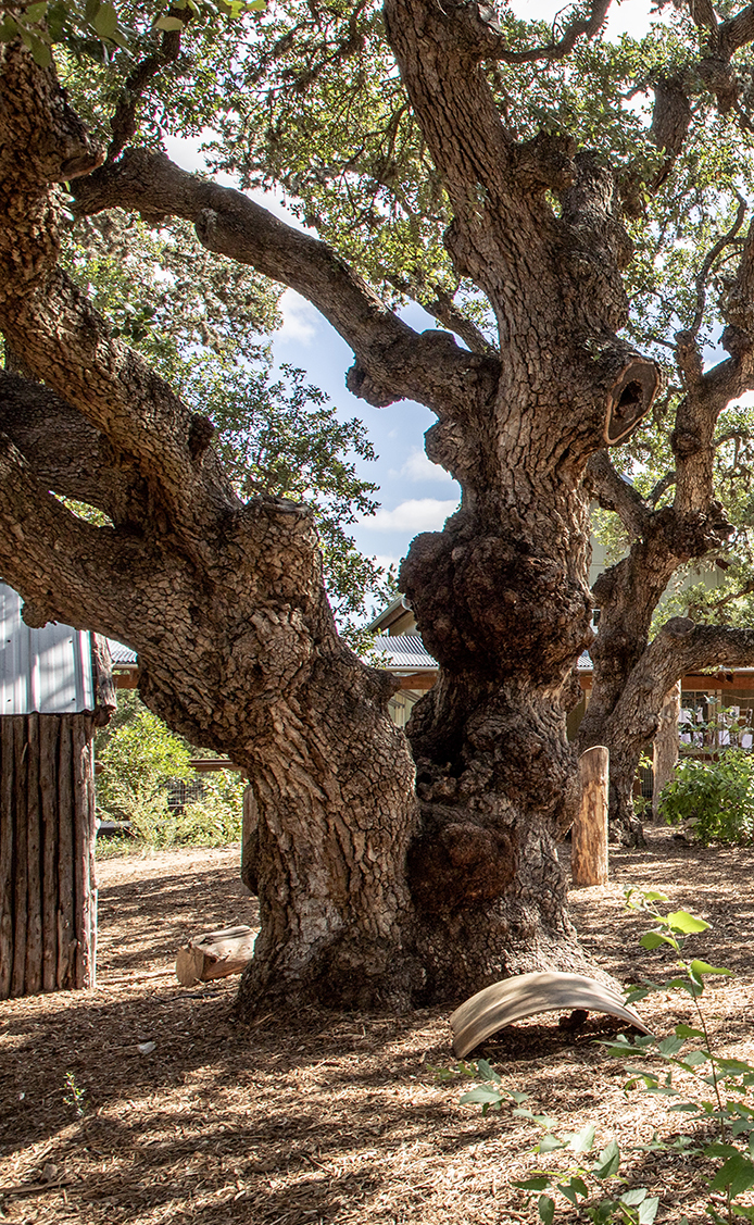 texas-tree-playgrounds